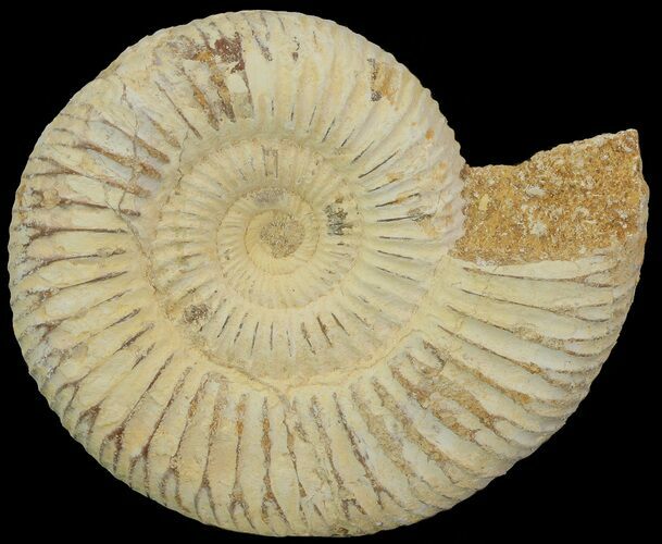 Perisphinctes Ammonite - Jurassic #68172